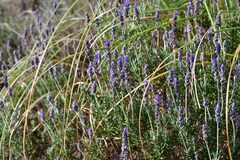 Lavandula dentata