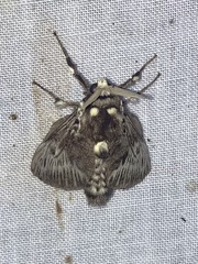 Megalopyge albicollis