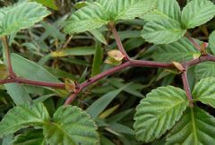 Rubus pentagonus