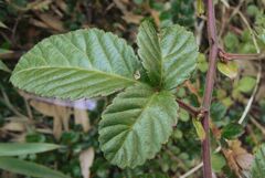 Rubus pentagonus