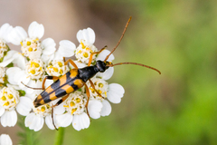 Strangalia attenuata