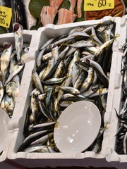 Trachurus mediterraneus