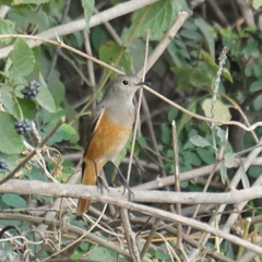 Phoenicurus ochruros