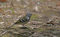 Mecocerculus stictopterus