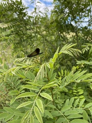 Calopteryx aequabilis