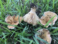 Lactarius yazooensis