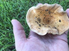 Lactarius yazooensis