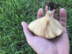 Lactarius yazooensis