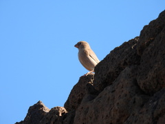 Bucanetes githagineus