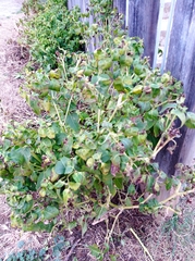 Mirabilis jalapa