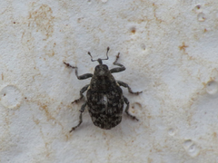 Ceutorhynchini