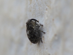 Ceutorhynchini