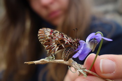 Zerynthia polyxena