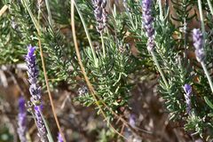 Lavandula dentata