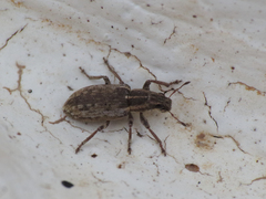 Sitona discoideus