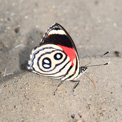 Catagramma hystaspes