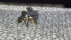 Megachile chrysorrhoea