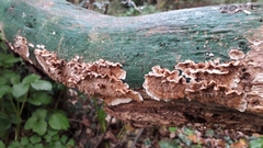 Stereum sanguinolentum