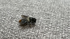 Megachile chrysorrhoea