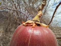 Cochlospermum vitifolium
