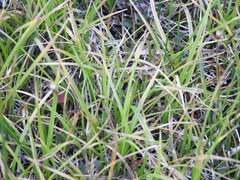 Carex frigida