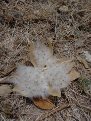 Cochlospermum vitifolium