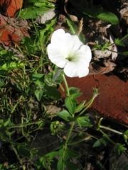 Petunia axillaris