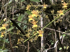 Oncidium