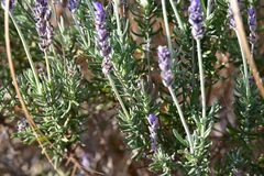 Lavandula dentata