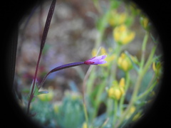 Epilobium anagallidifolium