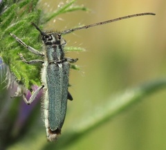 Phytoecia caerulescens