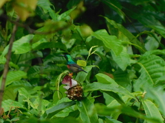 Cinnyris chloropygius