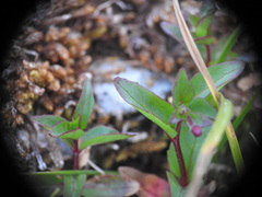 Epilobium anagallidifolium