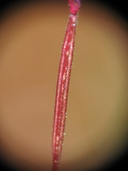 Epilobium anagallidifolium