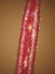 Epilobium anagallidifolium