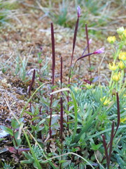 Epilobium anagallidifolium