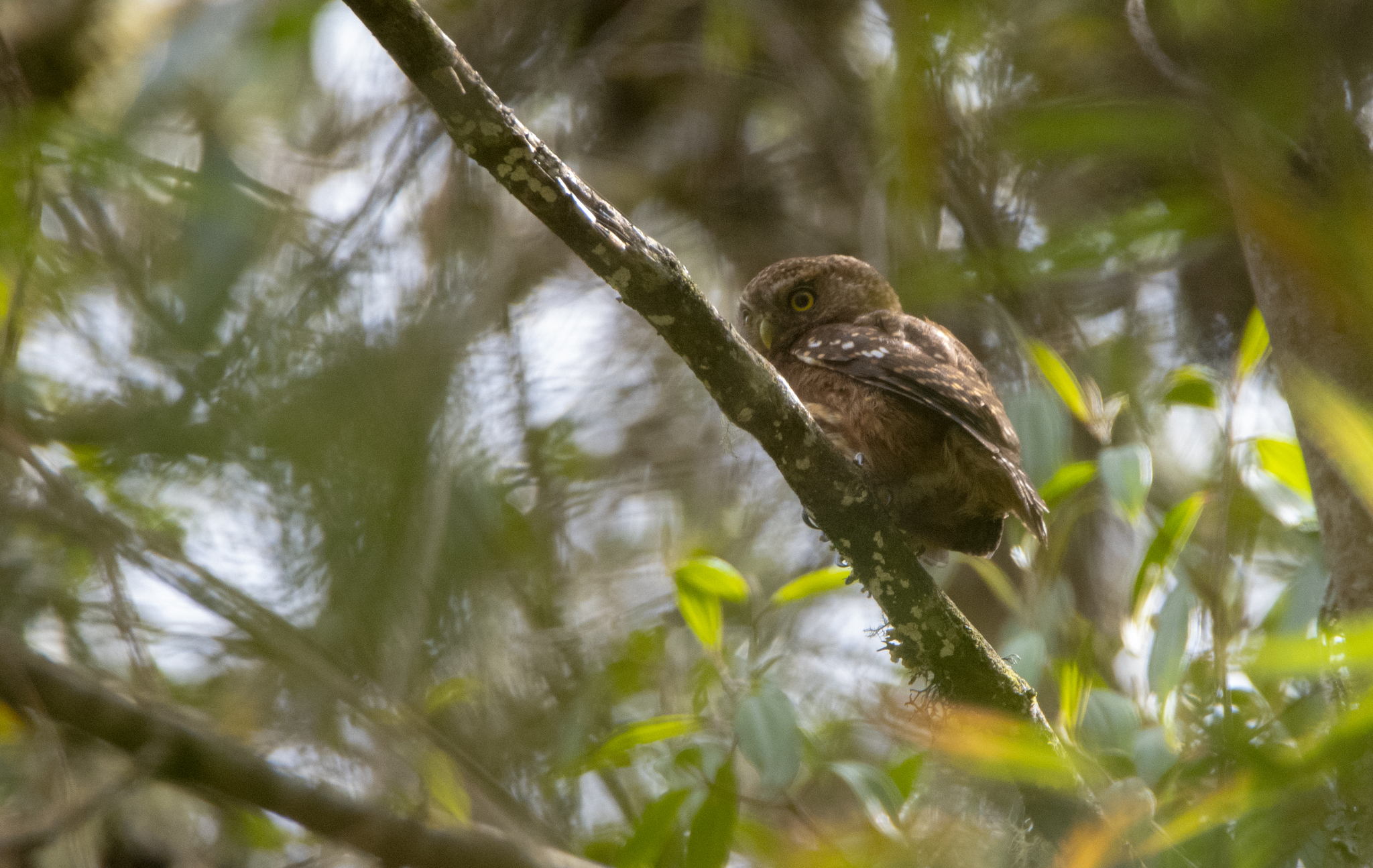 Yungas Pygmy Owl (Glaucidium bolivianum), photo 3