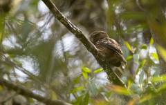 Glaucidium bolivianum