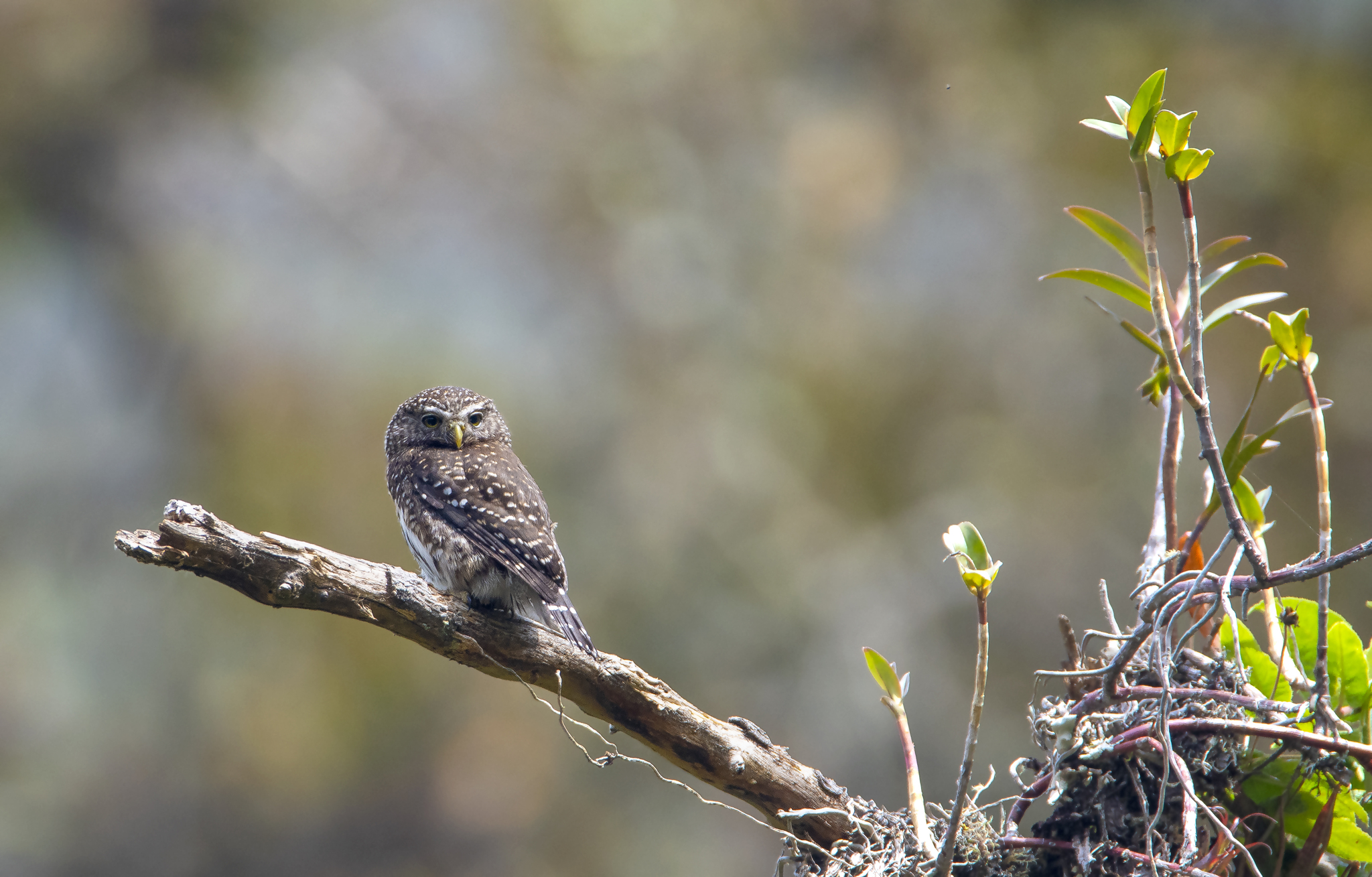 Yungas Pygmy Owl (Glaucidium bolivianum), photo 4