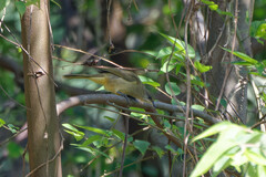 Pycnonotus conradi