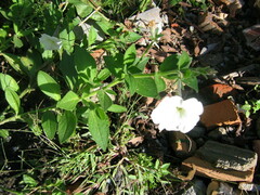 Petunia axillaris
