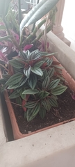 Peperomia caperata