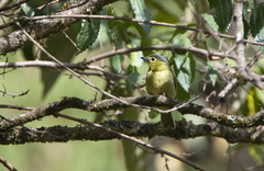 Pachyramphus versicolor