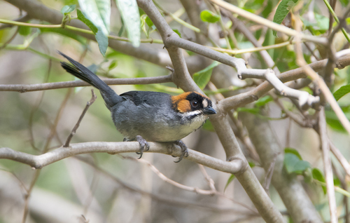 Black-spectacled Brushfinch (Atlapetes melanopsis), photo 9