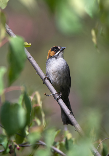 Black-spectacled Brushfinch (Atlapetes melanopsis), photo 10