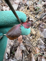 Packera obovata