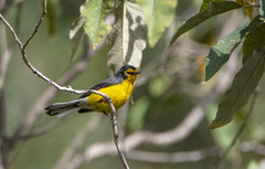 Myioborus melanocephalus
