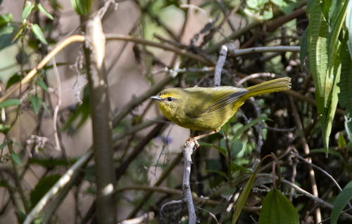 Pale-legged Warbler (Myiothlypis signata), photo 5
