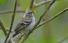 Mecocerculus stictopterus