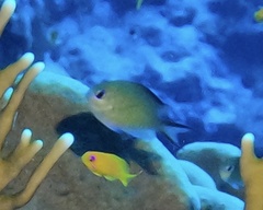 Chromis flavaxilla